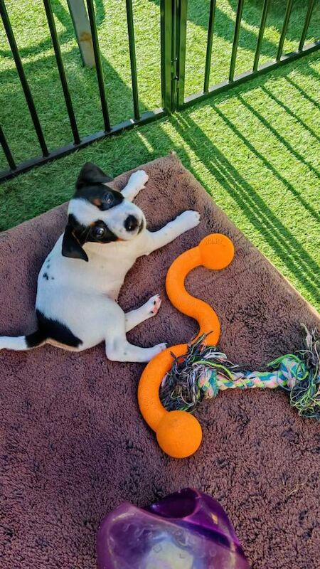 beautiful jack russel girl for sale - Image 5 of 5