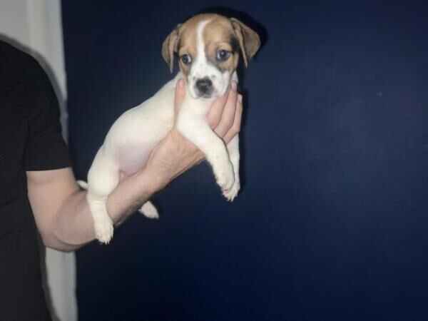 Beautiful jack Russel puppies ?? for sale in Lewes, East Sussex