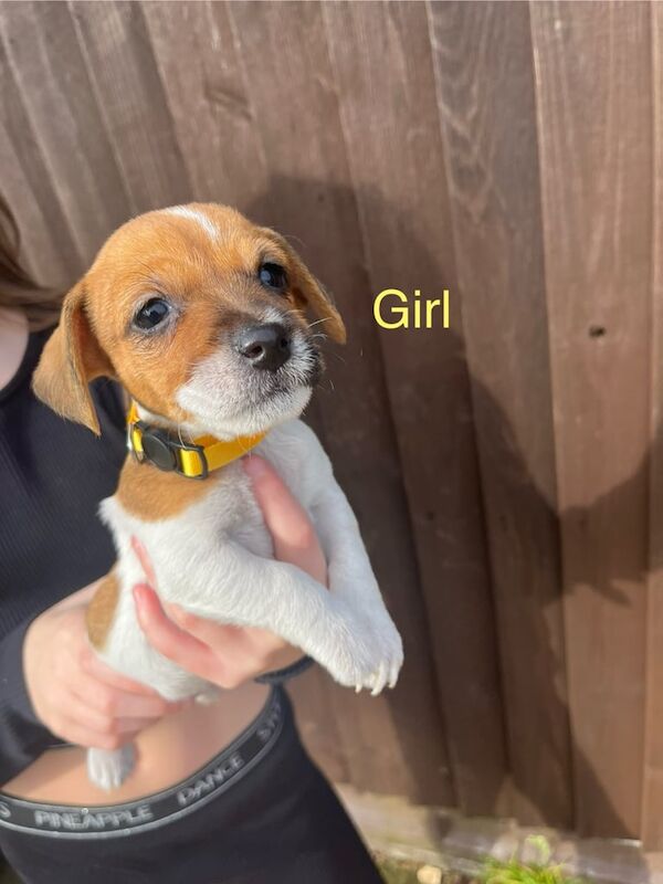 Beautiful Jack Russel Puppies for sale in Wraysbury, Berkshire - Image 3