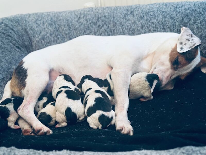 Beautiful Jack Russell 2 Girls Available for sale in Bristol | Image 2