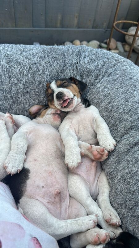 Beautiful Jack Russell 2 Girls Available for sale in Bristol | Image 3