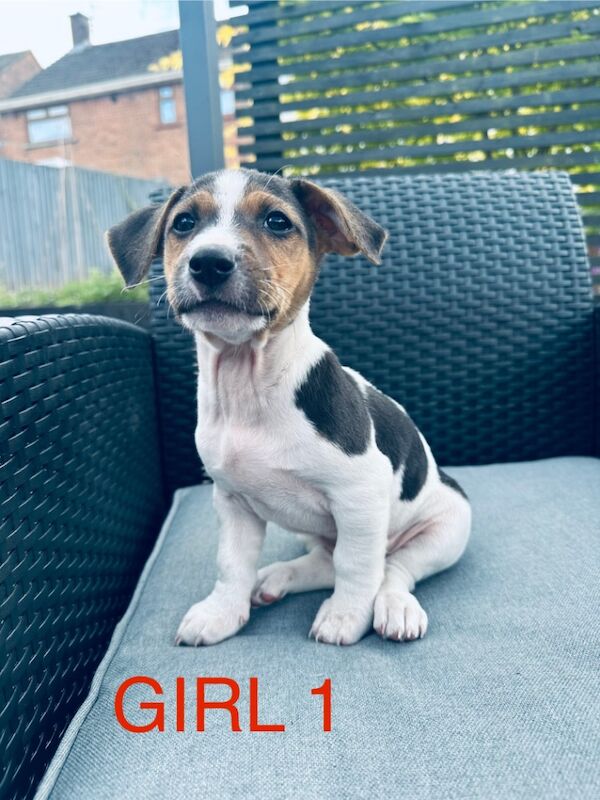 Beautiful Jack Russell for sale in Newport / Casnewydd, Gwent
