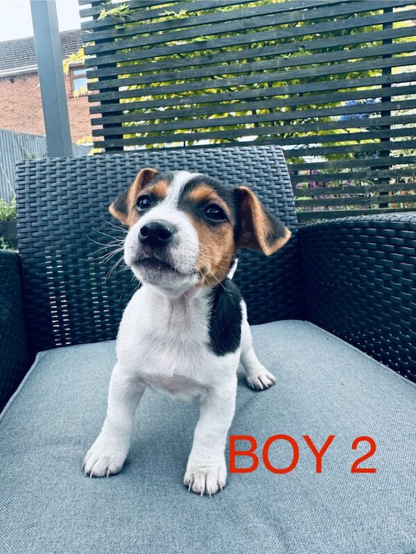 Beautiful Jack Russell Ready to leave for sale in Bristol