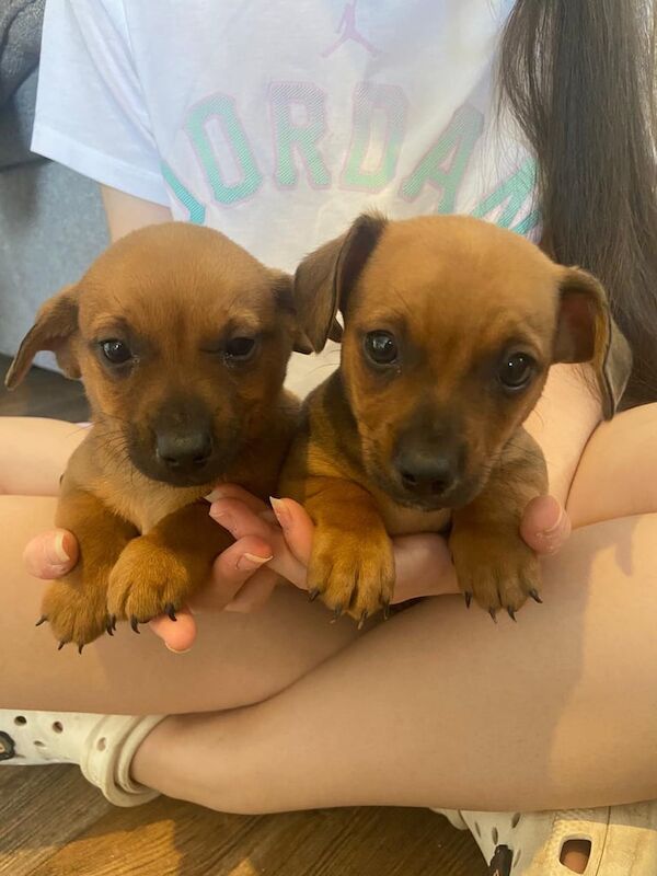Jack Russell Terrier puppies for sale in Pershore, Worcestershire – 8 weeks old