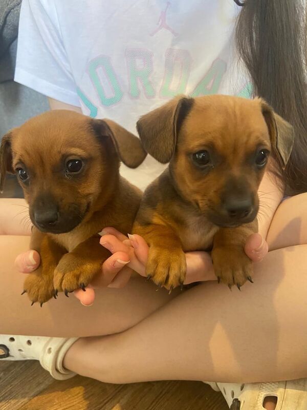Jack Russell Terrier puppies for sale in Pershore, Worcestershire – 8 weeks old - Image 2 of 3