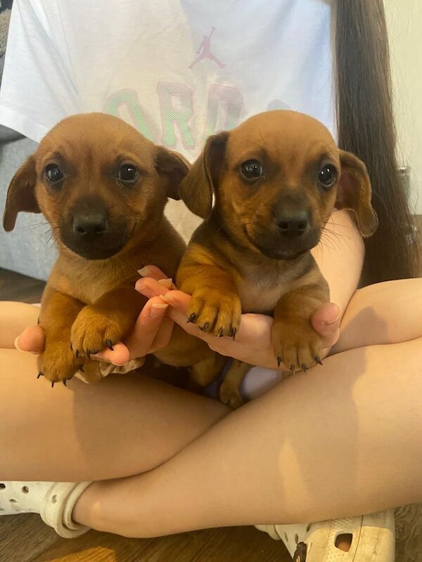 Jack Russell Terrier puppies for sale in Pershore, Worcestershire – 8 weeks old - Image 3 of 3