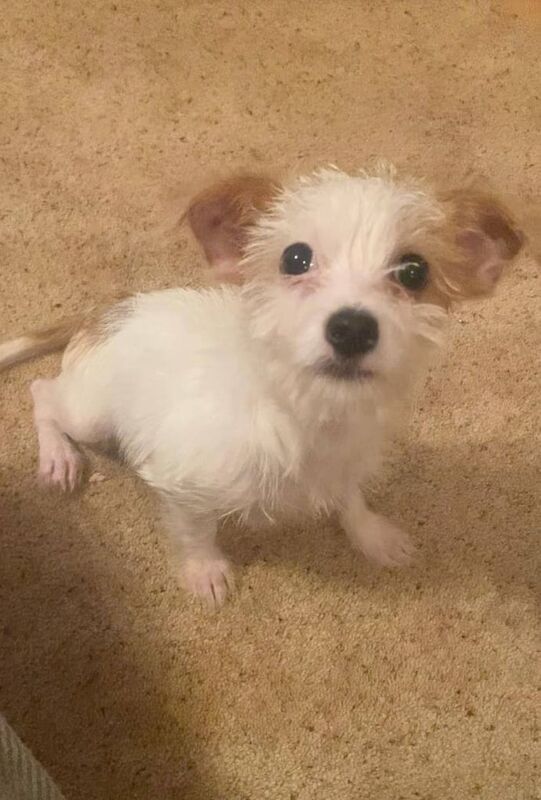 Jack Russell puppies for sale in Dudley, West Midlands – 6 weeks old