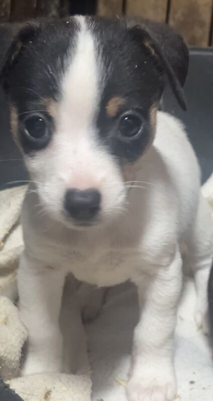 Beautiful jack Russell puppies