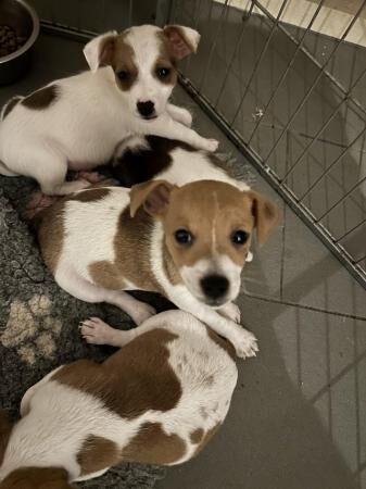 Beautiful Jack Russell puppies for sale in Thame, Oxfordshire