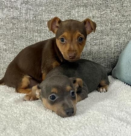 Jack Russell Terrier puppies for sale in Lincoln, Lincolnshire – 1 year old - Image 2 of 5