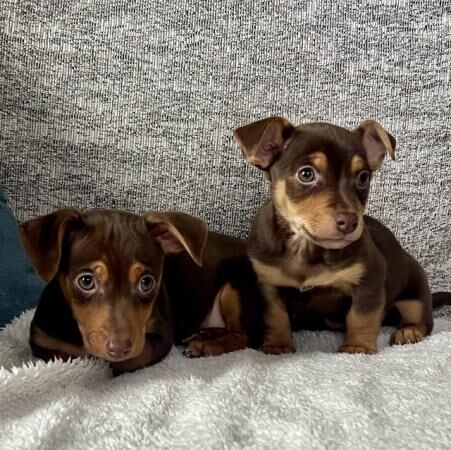 Jack Russell Terrier puppies for sale in Lincoln, Lincolnshire – 1 year old - Image 4 of 5