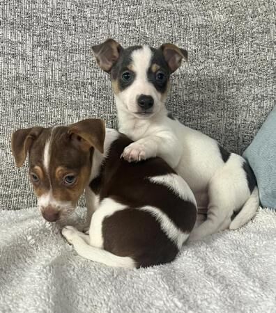 Jack Russell Terrier puppies for sale in Lincoln, Lincolnshire – 1 year old - Image 5 of 5