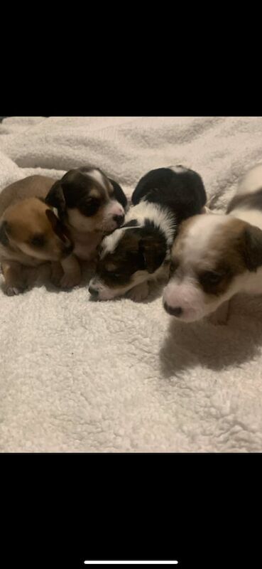 Jack Russell Terrier puppies for sale in Alloa, Clackmannanshire – 11 months old - Image 1 of 3