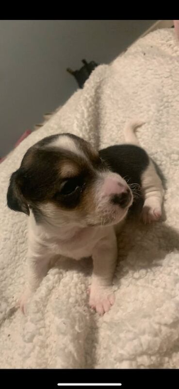 Jack Russell Terrier puppies for sale in Alloa, Clackmannanshire – 11 months old - Image 2 of 3