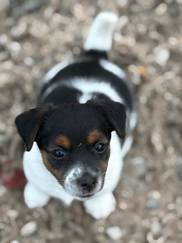 Jack Russell puppies for sale in Leigh, Greater Manchester – 8 weeks old - Image 2 of 3