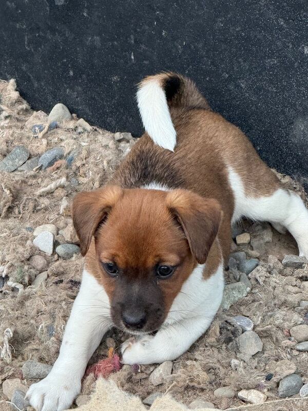 Jack Russell puppies for sale in Leigh, Greater Manchester – 8 weeks old - Image 3 of 3