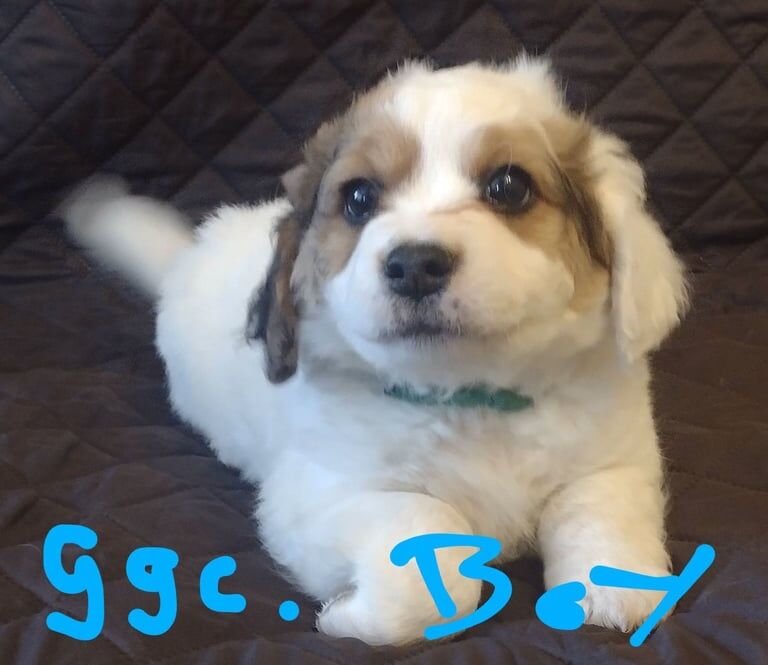 Jack Russell Terrier puppies for sale in Stapleford, Nottinghamshire – 8 weeks old