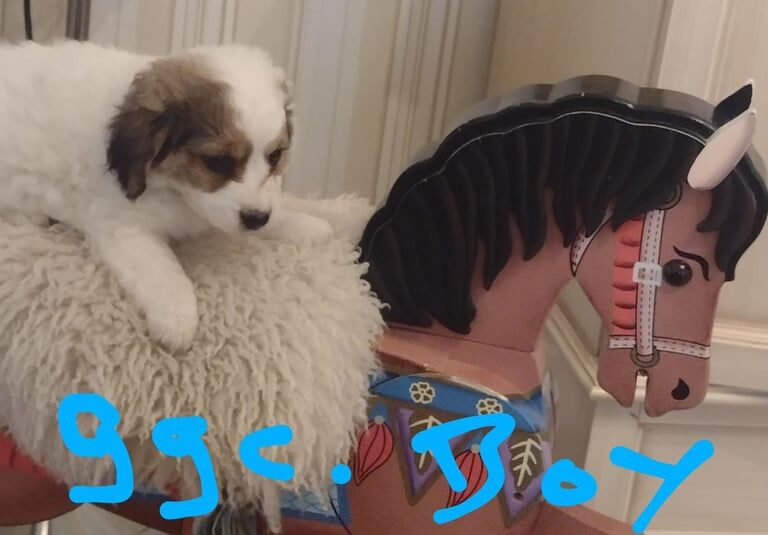 Jack Russell Terrier puppies for sale in Stapleford, Nottinghamshire – 8 weeks old - Image 2 of 6