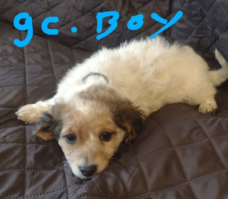 Jack Russell Terrier puppies for sale in Stapleford, Nottinghamshire – 8 weeks old - Image 4 of 6