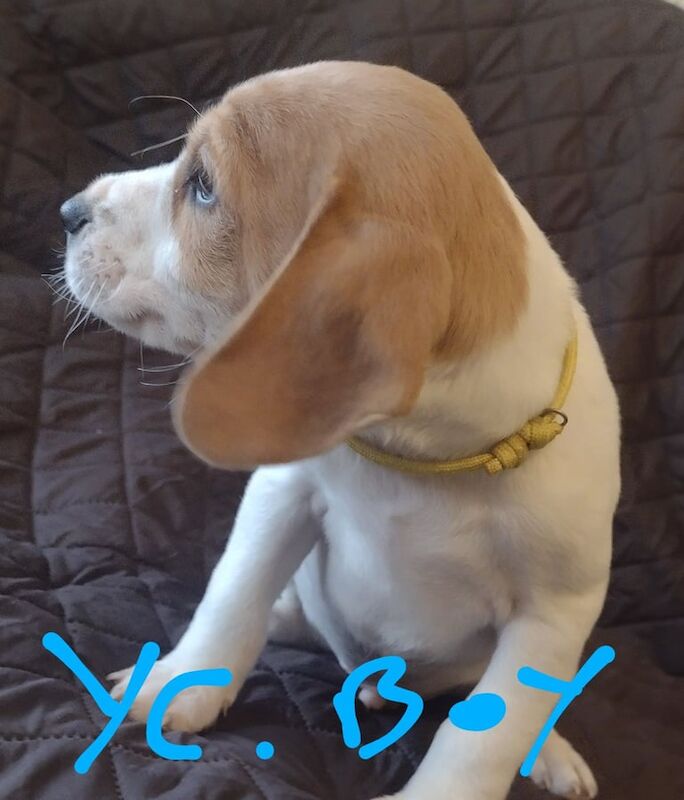 Jack Russell Terrier puppies for sale in Stapleford, Nottinghamshire – 8 weeks old - Image 6 of 6