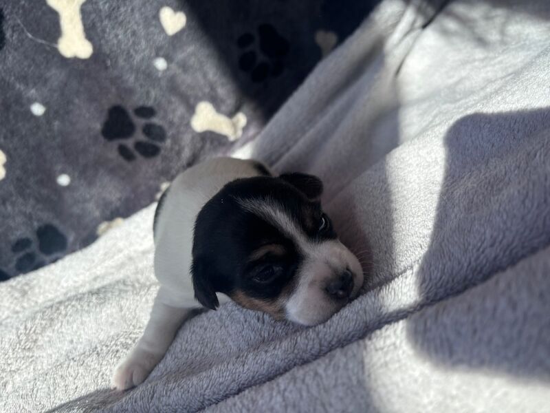 Jack Russell puppies for sale in Boston Lincolnshire – 4 months old - Image 1 of 15