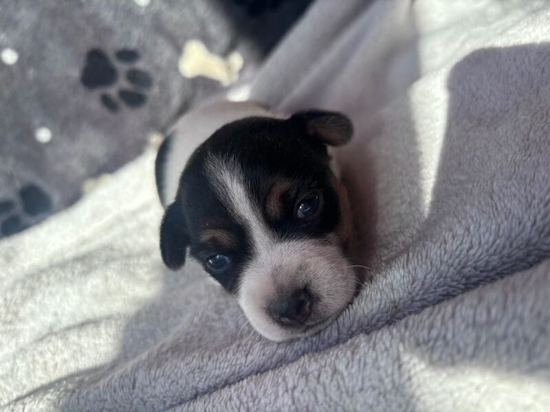 Beautiful Jack Russell puppies for sale in Boston Lincolnshire - Image 2