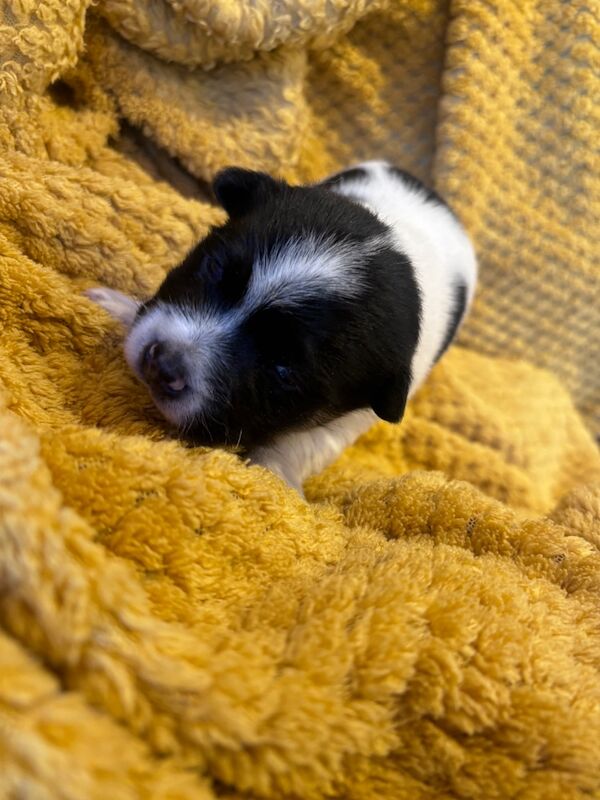 Jack Russell puppies for sale in Boston Lincolnshire – 4 months old - Image 3 of 15