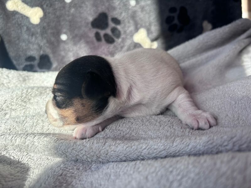 Beautiful Jack Russell puppies for sale in Boston Lincolnshire - Image 4