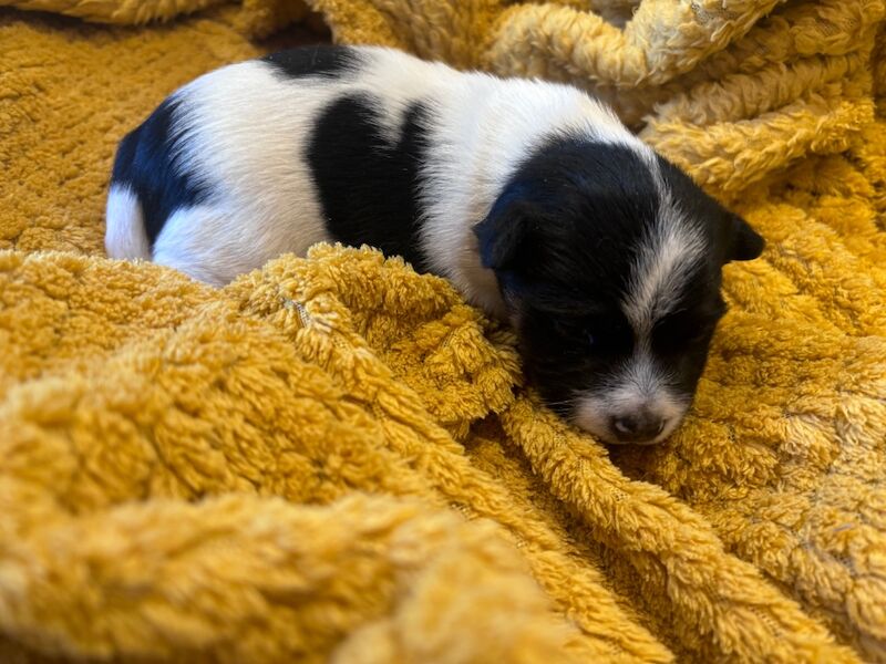 Jack Russell puppies for sale in Boston Lincolnshire – 4 months old - Image 5 of 15