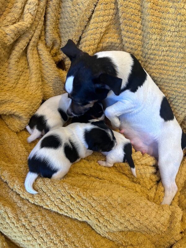 Beautiful Jack Russell puppies for sale in Boston Lincolnshire - Image 6