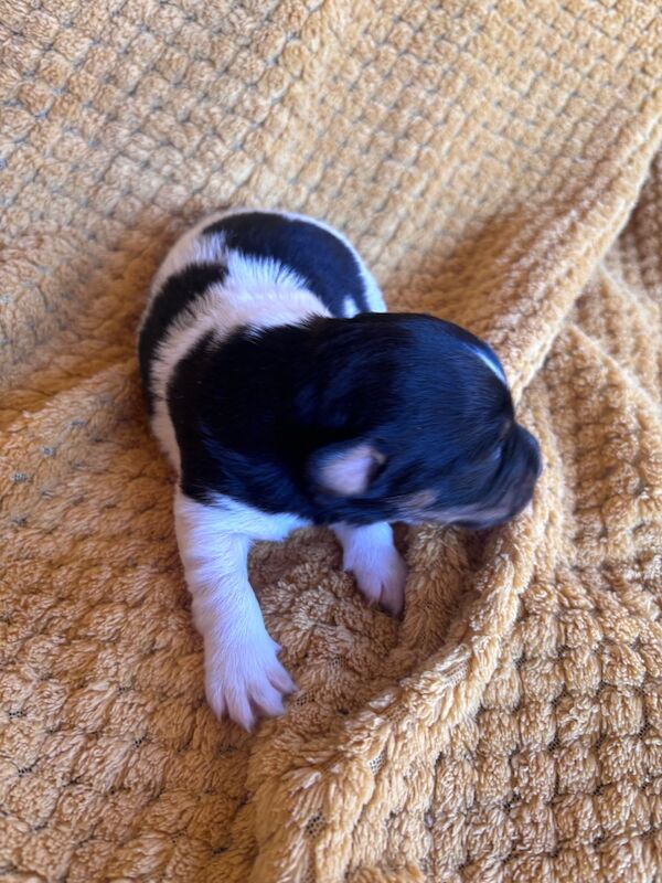 Jack Russell puppies for sale in Boston Lincolnshire – 4 months old - Image 8 of 15