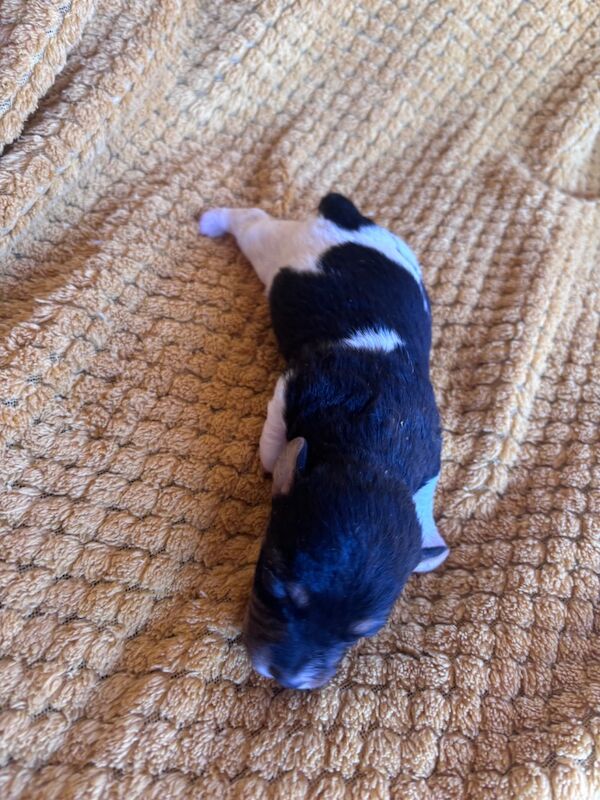 Jack Russell puppies for sale in Boston Lincolnshire – 4 months old - Image 9 of 15