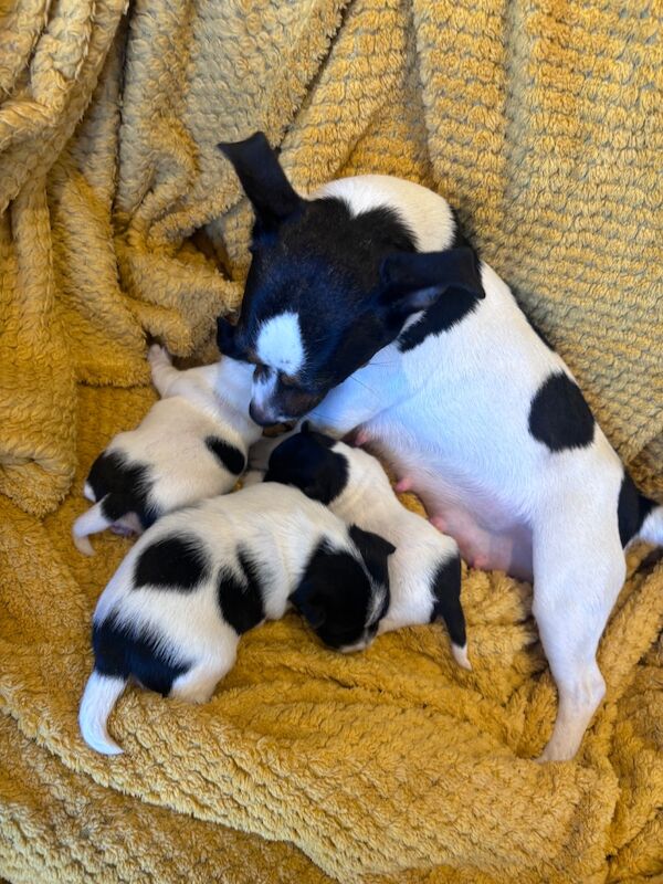 Beautiful Jack Russell puppies for sale in Boston Lincolnshire - Image 10