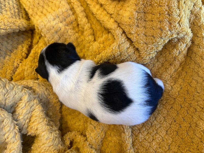 Beautiful Jack Russell puppies for sale in Boston Lincolnshire - Image 11