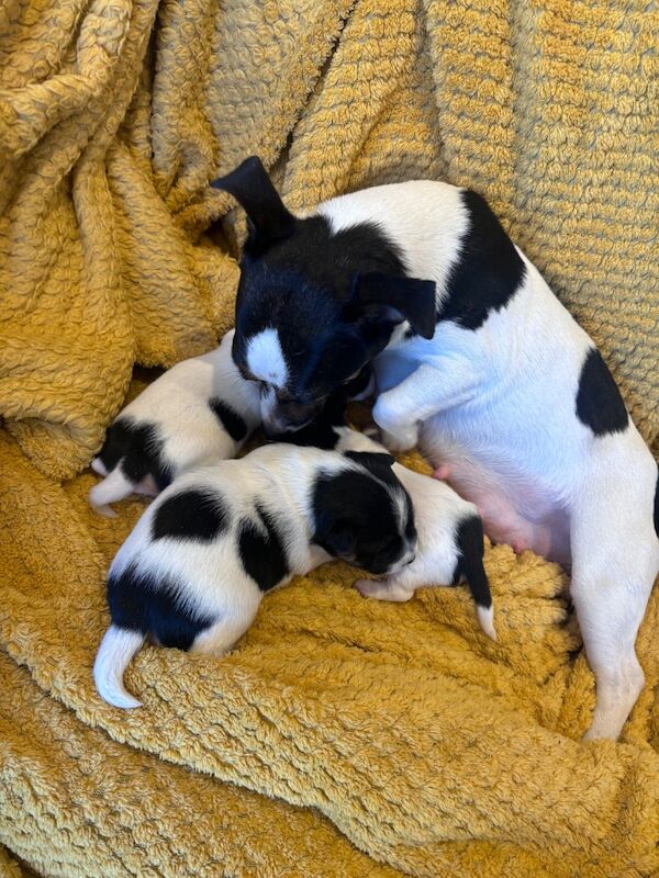 Beautiful Jack Russell puppies for sale in Boston Lincolnshire - Image 13