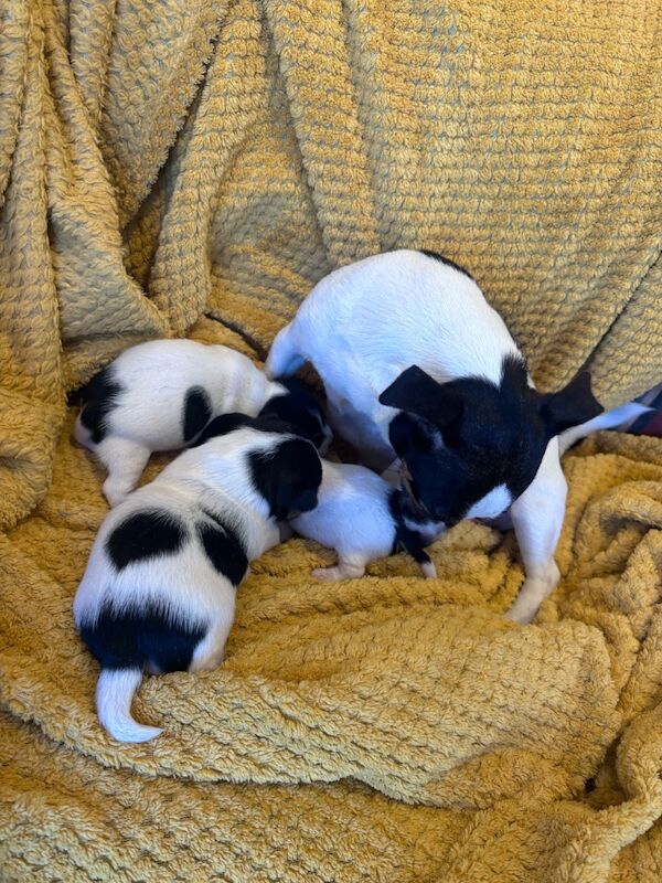 Beautiful Jack Russell puppies for sale in Boston Lincolnshire - Image 14