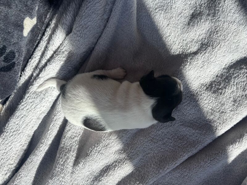 Beautiful Jack Russell puppies for sale in Boston Lincolnshire - Image 15