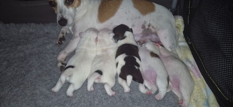 Jack Russell Terrier puppies for sale in NR33 9BU – 7 weeks old