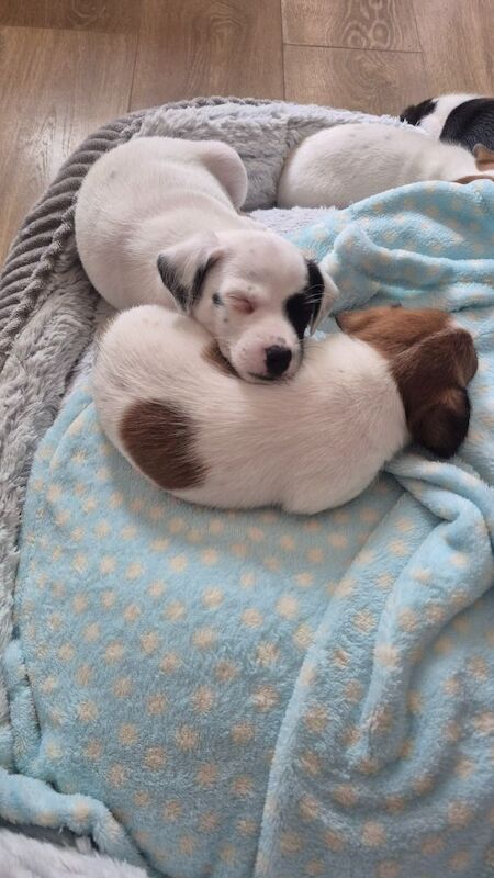 Jack Russell Terrier puppies for sale in NR33 9BU – 8 weeks old - Image 2 of 10