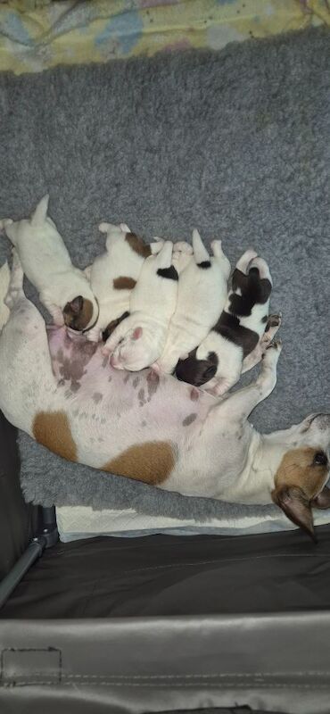 Jack Russell Terrier puppies for sale in NR33 9BU – 8 weeks old - Image 3 of 10