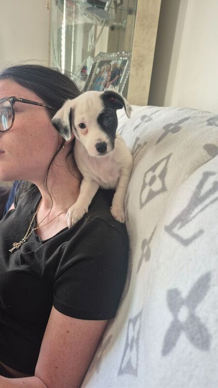 Jack Russell Terrier puppies for sale in NR33 9BU – 8 weeks old - Image 4 of 10
