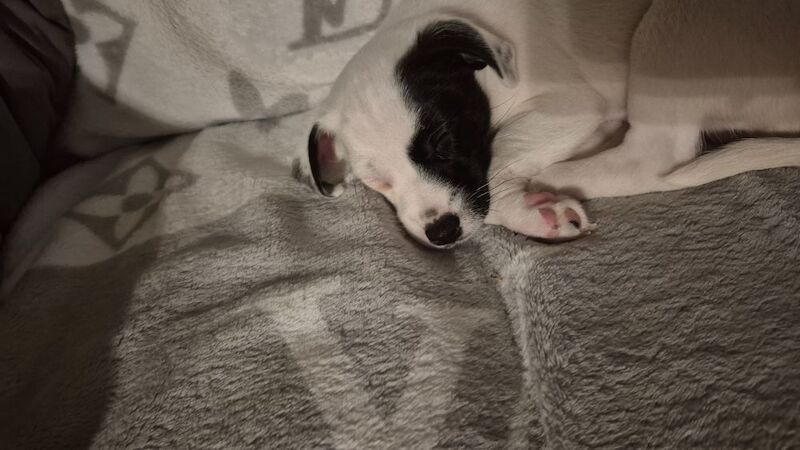 Jack Russell Terrier puppies for sale in NR33 9BU – 8 weeks old - Image 5 of 10