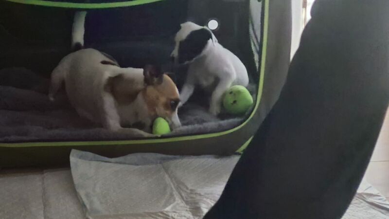 Jack Russell Terrier puppies for sale in NR33 9BU – 8 weeks old - Image 6 of 10