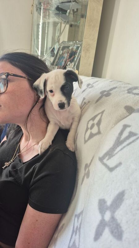 Jack Russell Terrier puppies for sale in NR33 9BU – 8 weeks old - Image 7 of 10