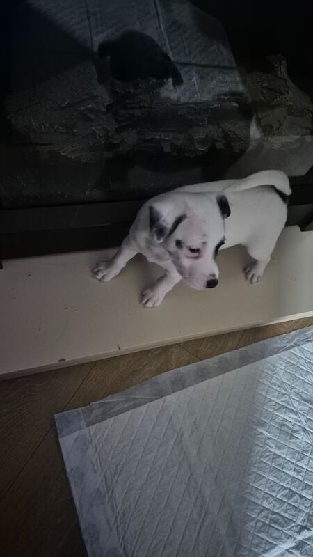 Jack Russell Terrier puppies for sale in NR33 9BU – 8 weeks old - Image 8 of 10