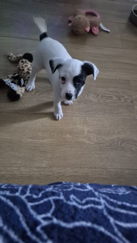 Jack Russell Terrier puppies for sale in NR33 9BU – 8 weeks old - Image 9 of 10
