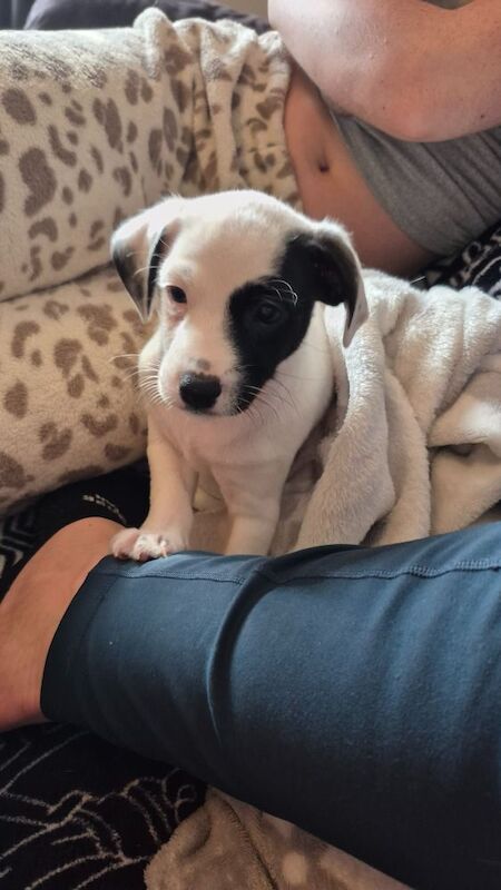 Jack Russell Terrier puppies for sale in NR33 9BU – 8 weeks old - Image 10 of 10