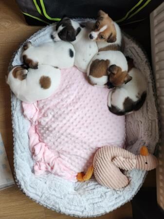 Beautiful Jack Russell puppies for sale in Lowestoft, Suffolk - Image 1