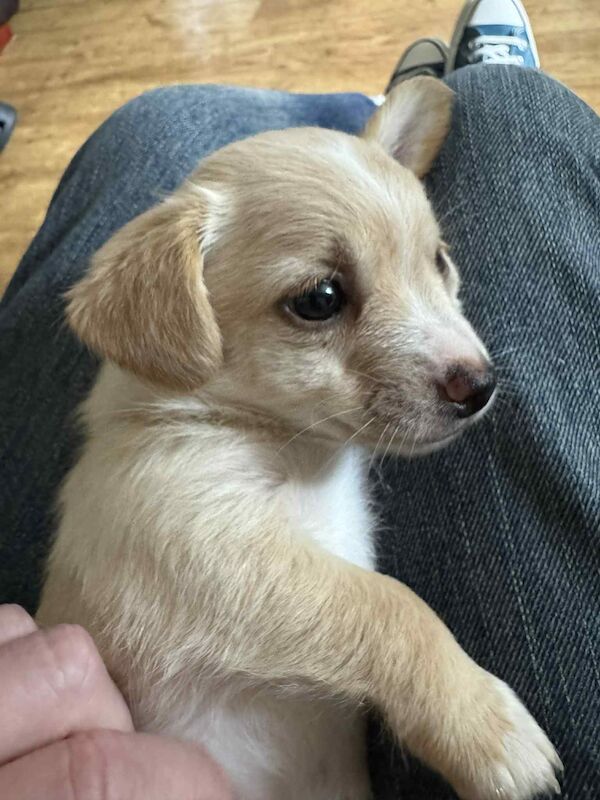Beautiful Jack Russell puppies for sale! for sale in Wigan, Greater Manchester
