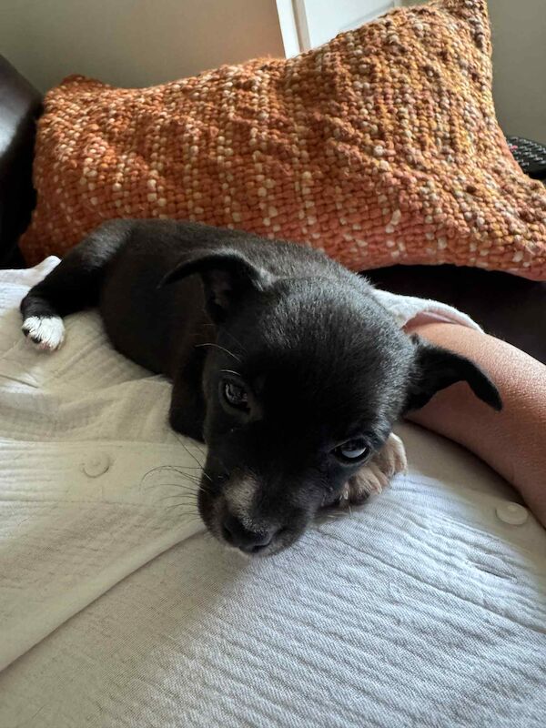 Beautiful Jack Russell puppies for sale! for sale in Wigan, Greater Manchester - Image 2